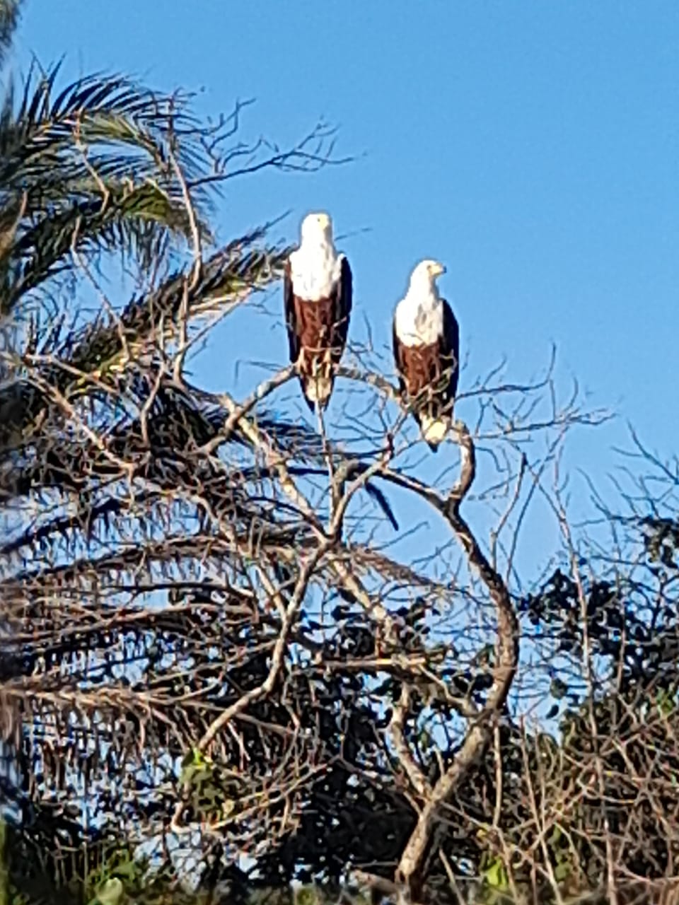 Vögel im Baum,